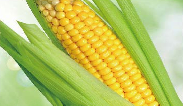 陶瓷膜應(yīng)用：生物、醫(yī)藥行業(yè)